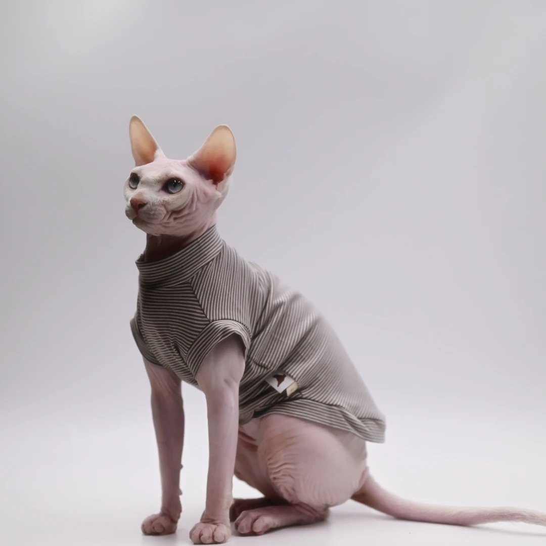 Letni koszulek chłodzący dla kota Sphynx Devon Rex Abyssinian Jasnoszary